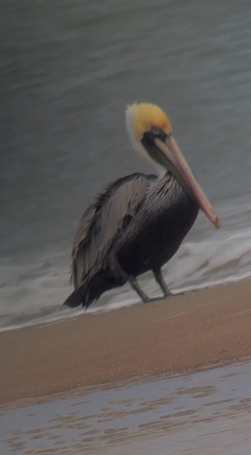 Brown Pelican photographed in Georgia