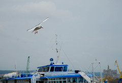 Chroicocephalus ridibundus