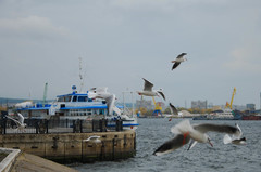 Chroicocephalus ridibundus