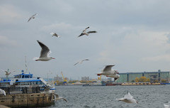 Chroicocephalus ridibundus