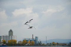 Chroicocephalus ridibundus