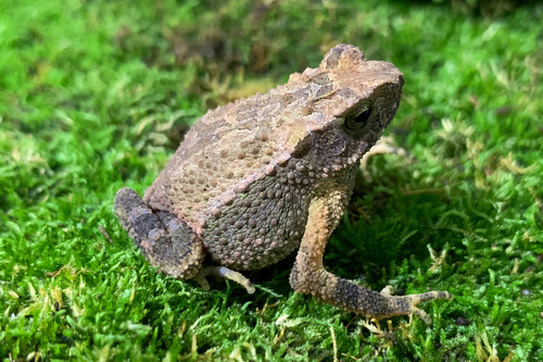 Golden-crested Dwarf Toad