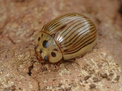 Paropsisterna intacta