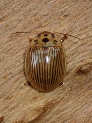 Paropsisterna intacta