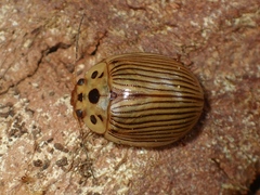 Paropsisterna intacta