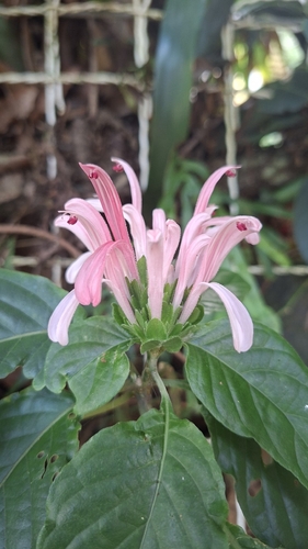Brazilian-Plume (Justicia carnea)