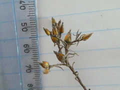 Rhynchopsidium sessiliflorum