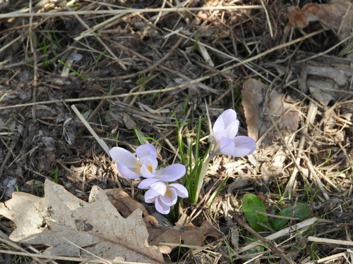 Crocus carpetanus, photograph 1
