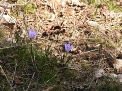 Crocus carpetanus, photograph (c) Sara Navarro, some rights reserved (CC BY)