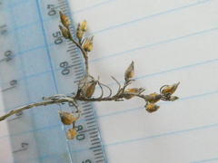 Rhynchopsidium sessiliflorum