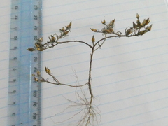 Rhynchopsidium sessiliflorum