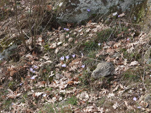 Crocus carpetanus