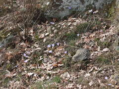 Crocus carpetanus
