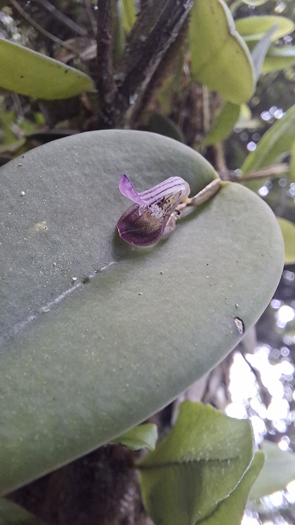 Acianthera panduripetala