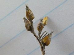 Rhynchopsidium sessiliflorum