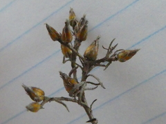 Rhynchopsidium sessiliflorum