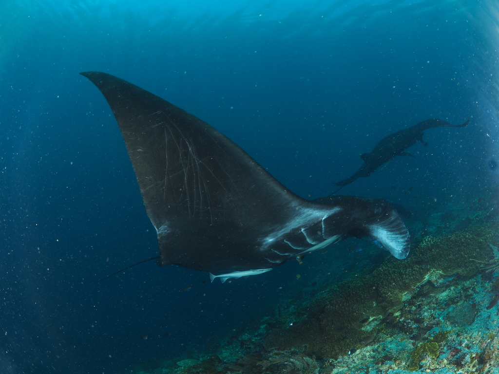 Reef Manta Ray in February 2026 by ealcaniz · iNaturalist