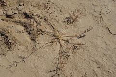 Eragrostis dielsii