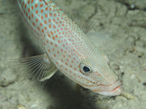 Slender grouper (Anyperodon leucogrammicus) — Serranidae — 3