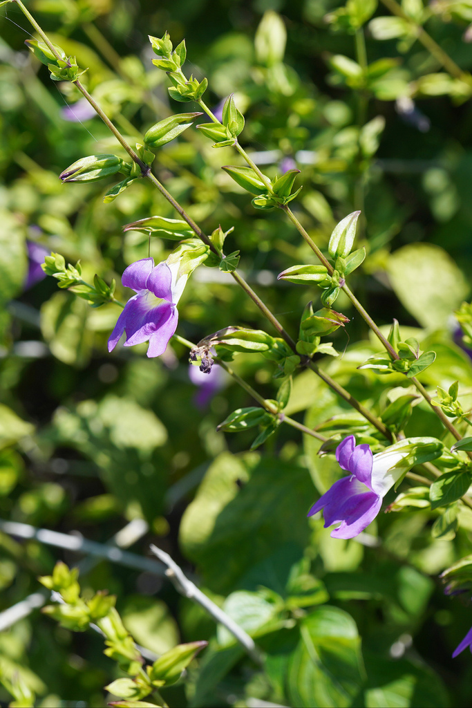 Isoglossa pterocalyx