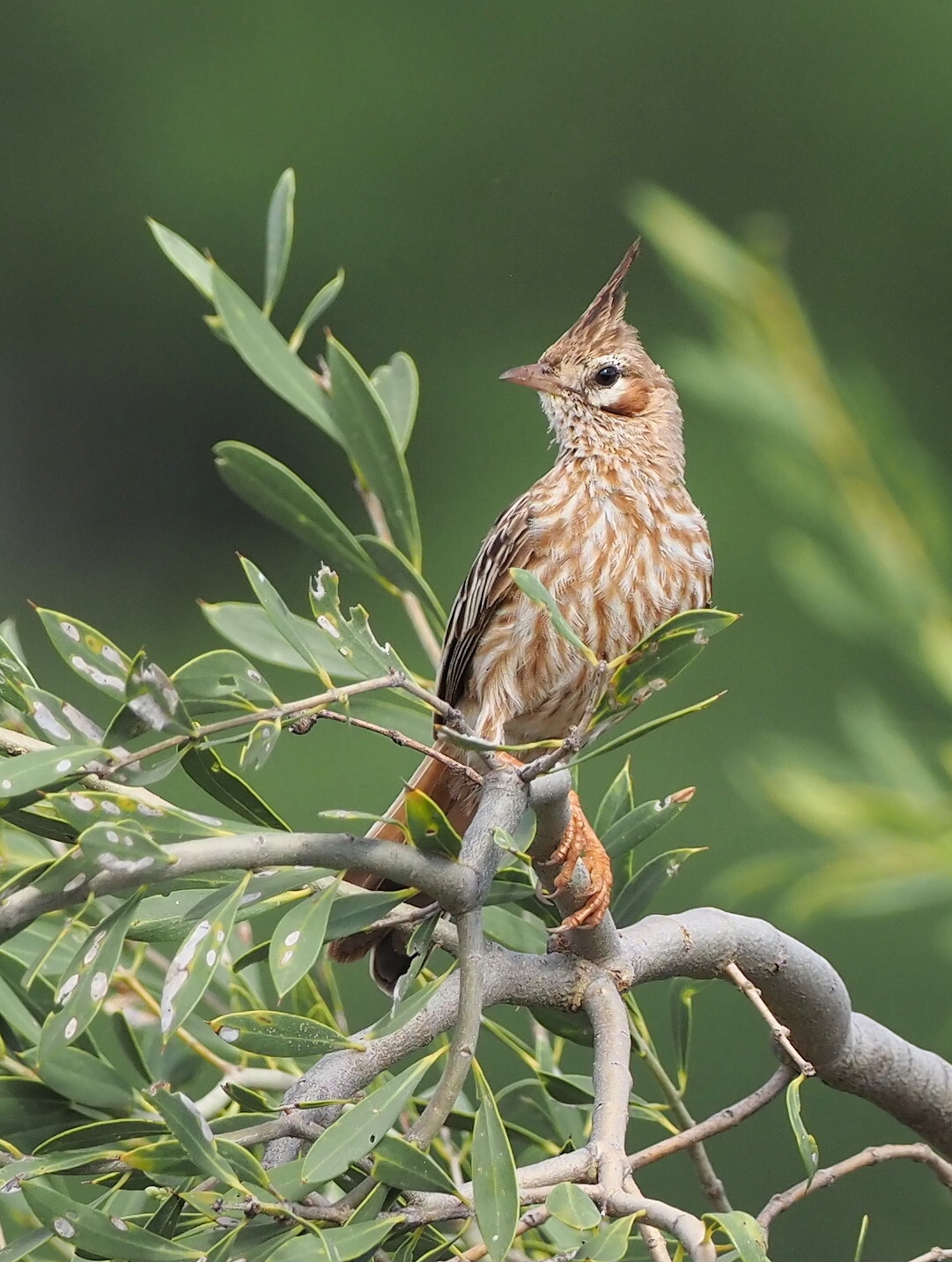 Lark-like Brushrunner (Coryphistera alaudina), photo 9