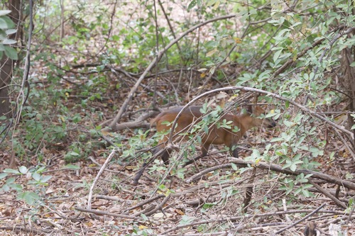 Red-flanked Duiker