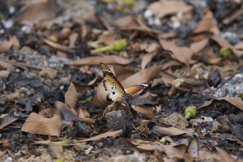 Plain Tiger Butterfly
