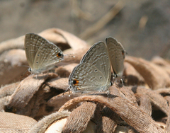 Catochrysops strabo strabo