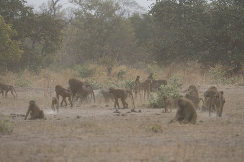 Guinea Baboon
