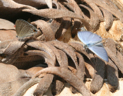 Catochrysops strabo strabo