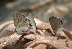 Catochrysops strabo strabo
