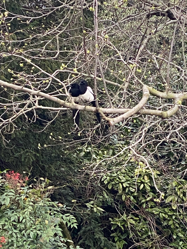 Eurasian Magpie