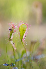 Drosera × obovata