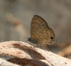 Prosotas nora ardates