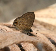 Prosotas nora ardates