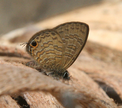 Prosotas nora ardates