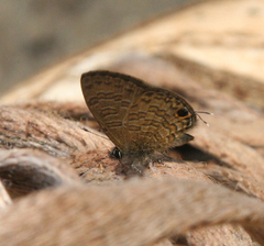 Prosotas nora ardates