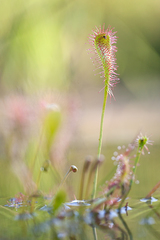 Drosera × obovata