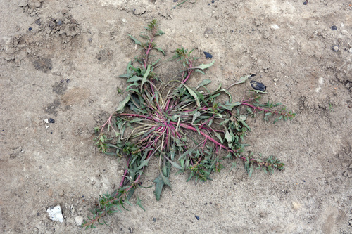 Blitum asiaticum