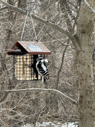 Downy Woodpecker