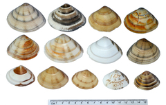 Macridiscus aequilatera