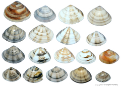 Macridiscus aequilatera