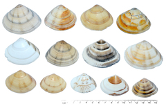 Macridiscus aequilatera