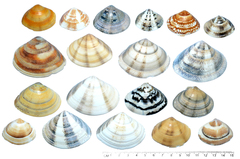 Macridiscus aequilatera