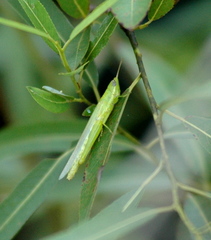 Stenacris vitreipennis