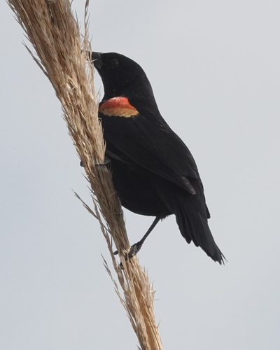 Red-winged Blackbird