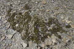 Epacris serpyllifolia