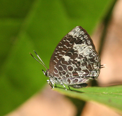Arhopala ammonides