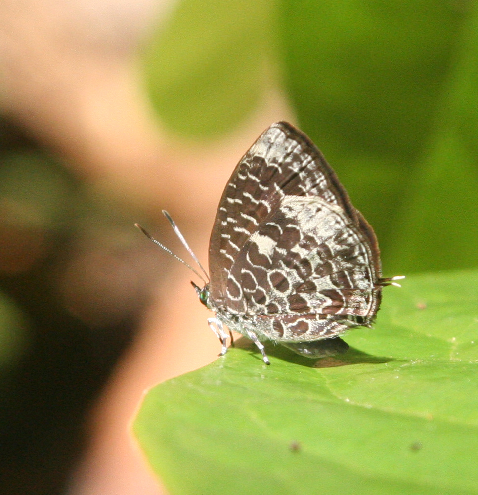 Little Cerulean Oakblue