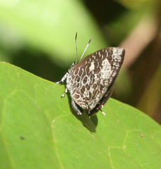 Arhopala ammonides
